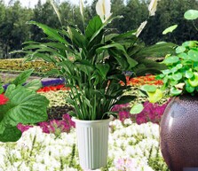 成都花卉租摆公司为您介绍送花的方式