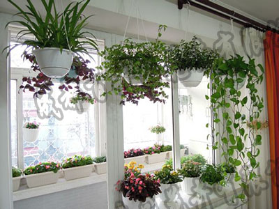 成都花卉租赁公司