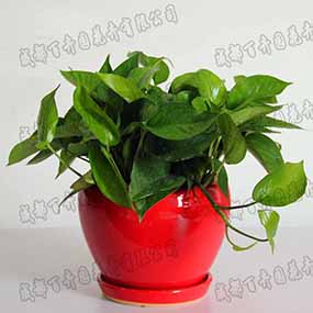 成都植物租摆的哪些植物是装修污染物克星？