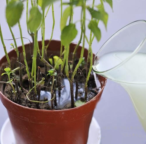 成都花卉租赁公司