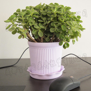 成都办公室租植物