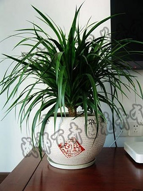 成都植物租摆中的龙血树风水