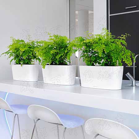 成都花卉租赁介绍为什么室内要养花