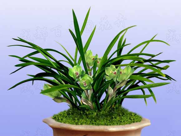 成都植物租摆中的兰花不宜用自来水浇