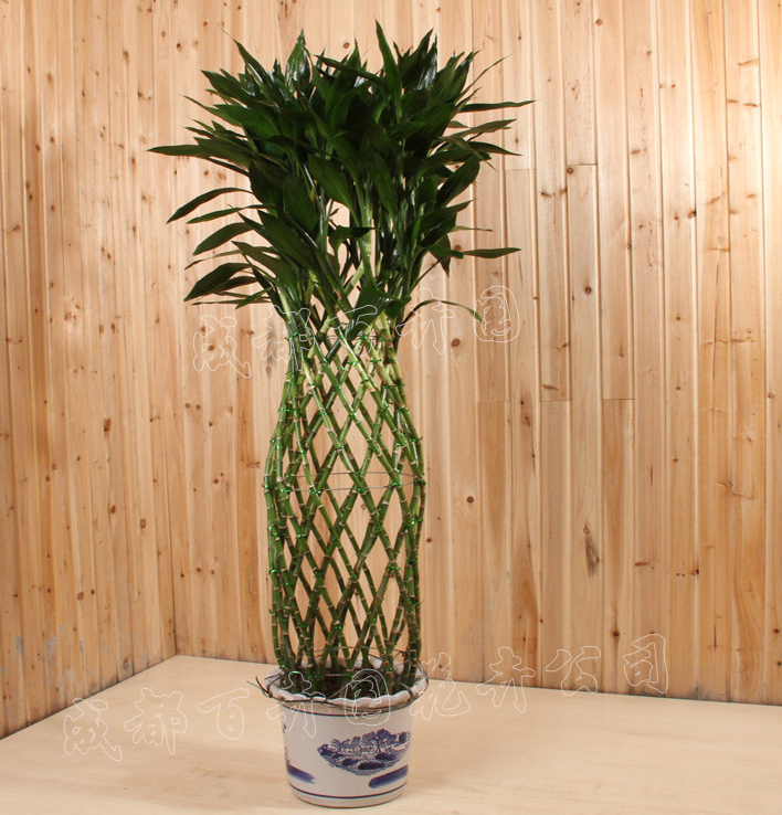 成都租植物大型植物