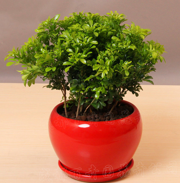 成都租植物小型植物