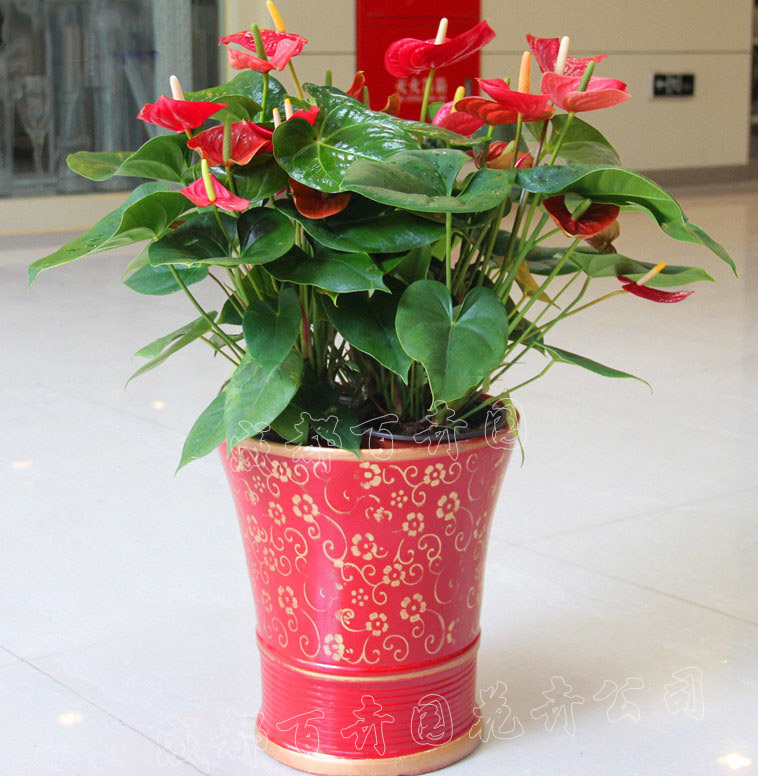 成都租植物芳香花卉