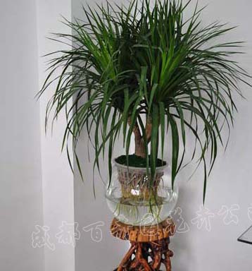 成都租植物水培植物