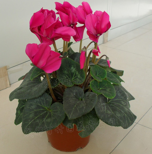 成都花卉租赁中的仙客来对居家环境的作用和风水学应用