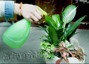 成都花卉租赁中的盆栽花卉室内摆放与管理技术 