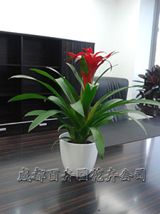 成都花卉租赁:办公室内植物租摆基本要求
