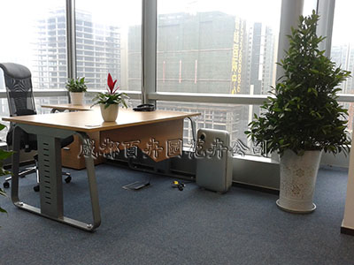 成都植物租赁,成都办公室植物租摆