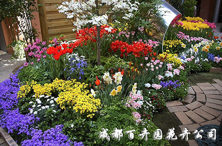 成都花卉租赁_运气跟室内花卉有关