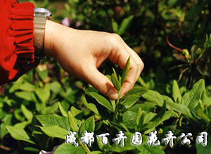 成都植物租摆对植物摘心您了解多少？