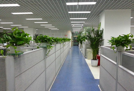 成都办公室植物租赁