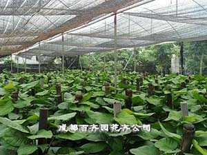 成都室内植物租赁公司