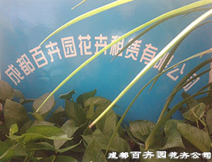 成都植物租赁价格哪家便宜