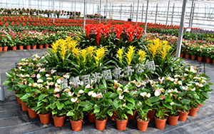 成都花卉租赁哪家服务好