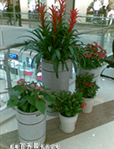 成都写字楼植物租赁公司哪家好