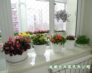 成都室内绿植租赁