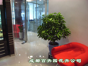 成都盆栽植物租赁价格