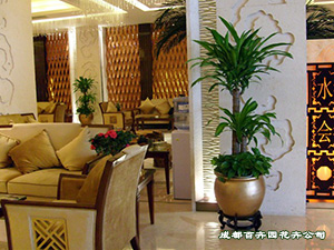 成都花卉租赁公司