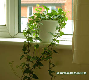 成都植物租赁就选成都百卉园花卉