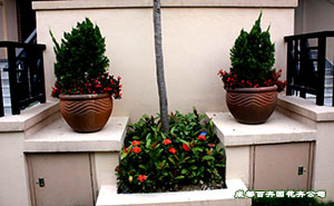 成都植物租赁公司浅谈植物租摆的误区