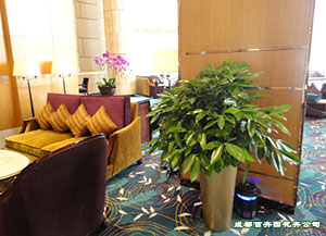 成都花卉租赁公司解决您遇到的以下烦恼