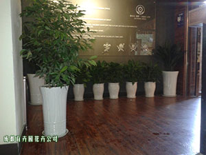 成都植物租赁提供免费配送,免费养护,免费更换绿化服务