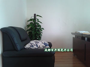 植物租赁公司,成都植物租赁公司之办公室绿化布置,植物租赁