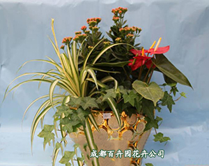 专注植物租赁,成都植物租赁,成都武侯区植物租赁