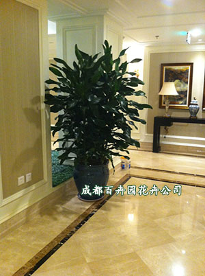 专业的成都植物租赁公司