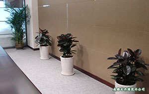 专注办公室植物租赁的成都花卉公司