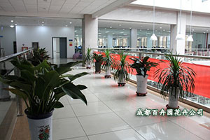 基地直供办公室盆栽植物花卉租赁