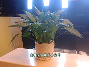 成都植物租赁，花卉租摆，盆栽出租，办公室绿植租摆