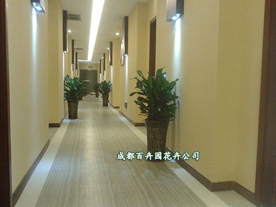 成都植物租赁价格低