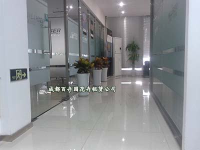 绿植租赁_成都绿植租赁_成都绿植租赁公司