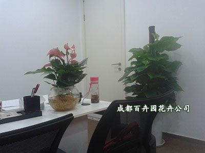 植物租赁,成都植物租赁