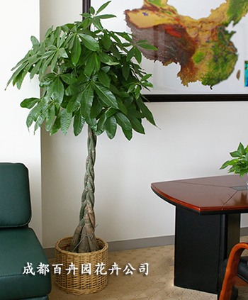 花卉租赁,成都花卉租赁公司,植物租赁公司