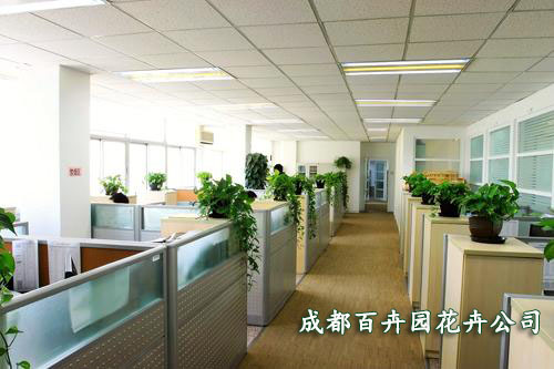 写字楼（办公室）植物租摆方案