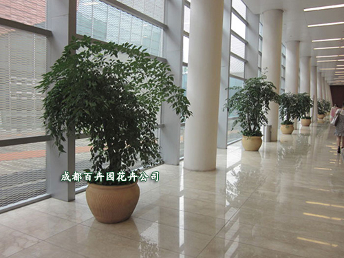 会议场所绿植租摆方案