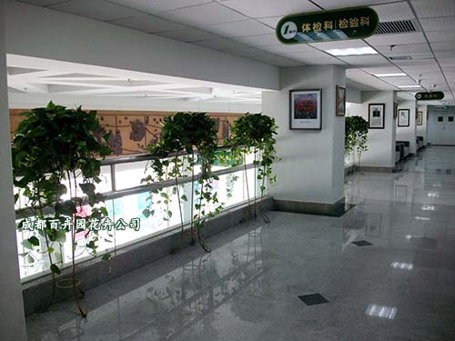 医院植物租赁绿化养护,医院植物租摆方案
