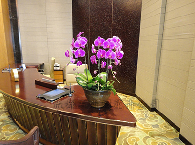 成都花卉租赁公司介绍前台花卉租摆的重要性