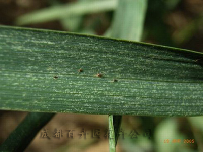成都植物租赁公司浅谈室内植物（花卉）病虫害的预防