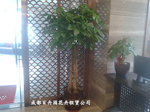 成都植物租赁公司带您了解植物也会影响办公室环境，办公室植物摆放禁忌！