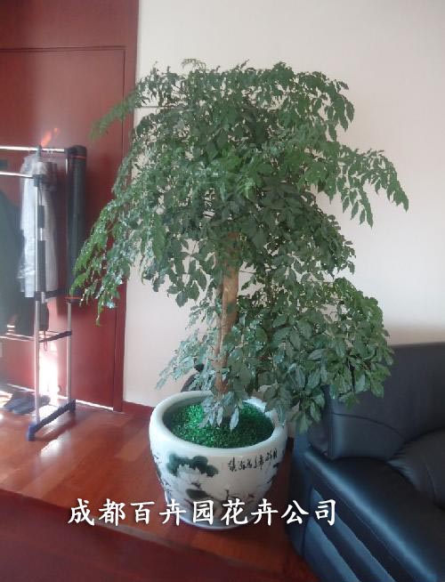 成都植物租赁
