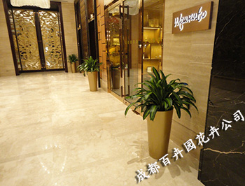 酒店植物租赁，酒店植物租摆方案