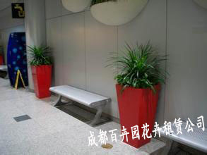 银行植物租赁、银行植物租摆方案