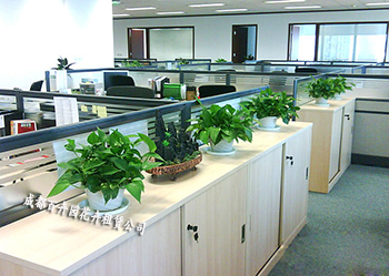 公司办公室植物租赁,公司办公室内花卉租赁绿化方案